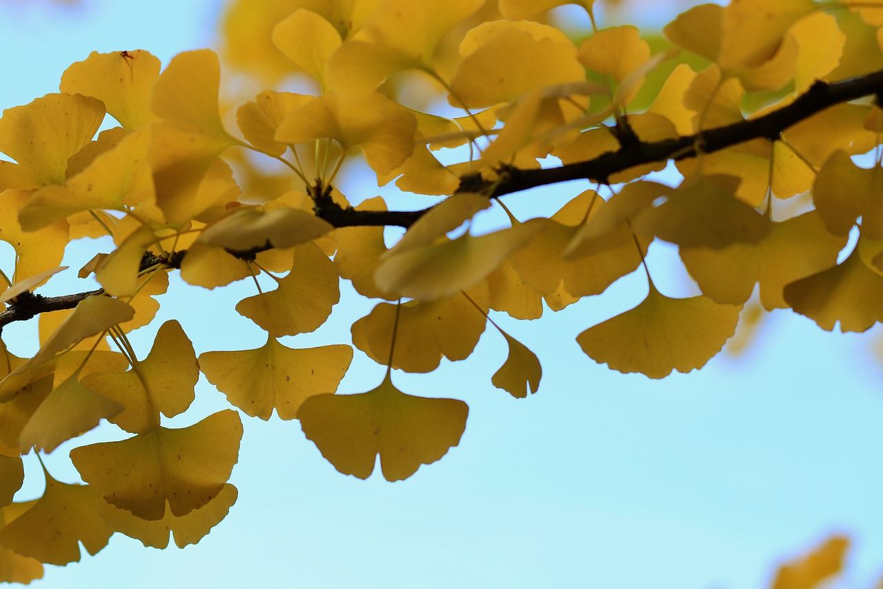 leaves, gingko leaves, fall